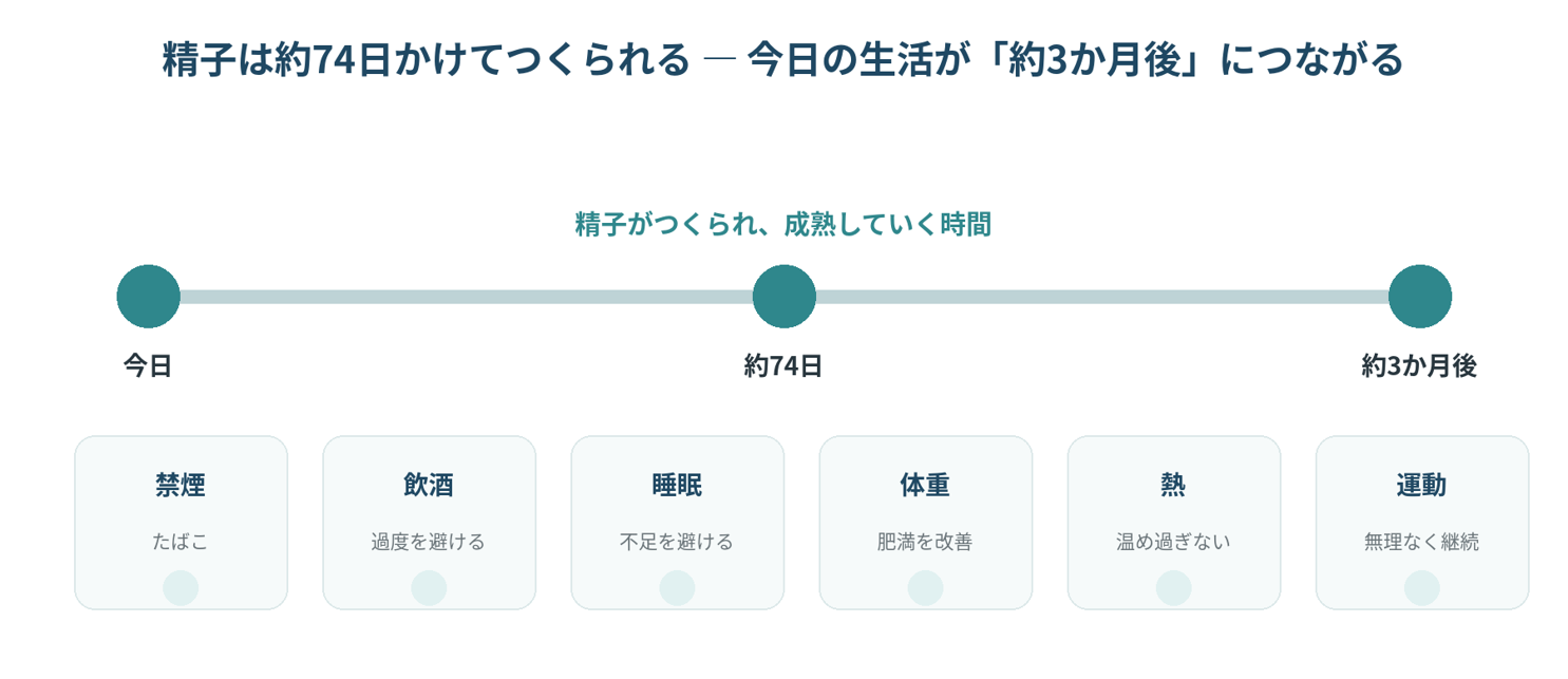精子は74日かけてつくられるー今日の生活が「約3か月後」につながる